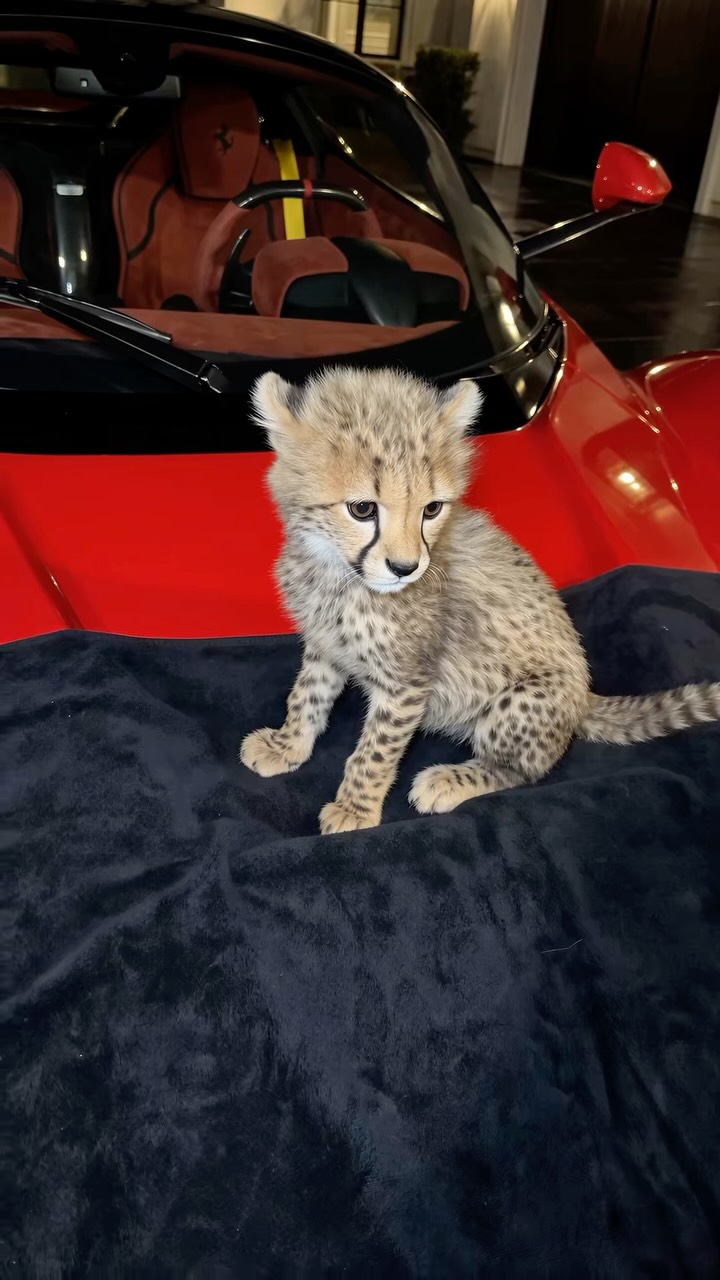 Cover of CorrBTC’s featured Instagram reel showing a cub beside a red car